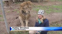 Un lion qui déteste les journalistes