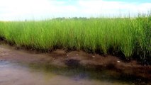 Intro to Salt Marshes