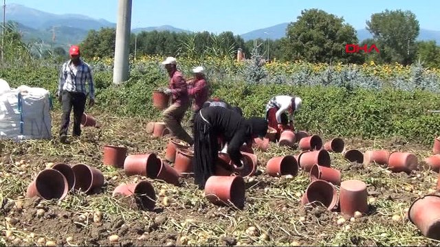 Bursa'da hasat başladı, patates tarlada 2 lira