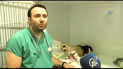- Mardin’de vurularak ağır yaralanan 'Kuzey' isimli köpek, İstanbul’da tedavi altına alındı