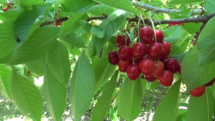 Van Hobi Olarak Başladı Şimdi 10 Ton Ürün Elde Ediyor Hd