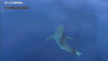 Un grand requin blanc au large des Baléares