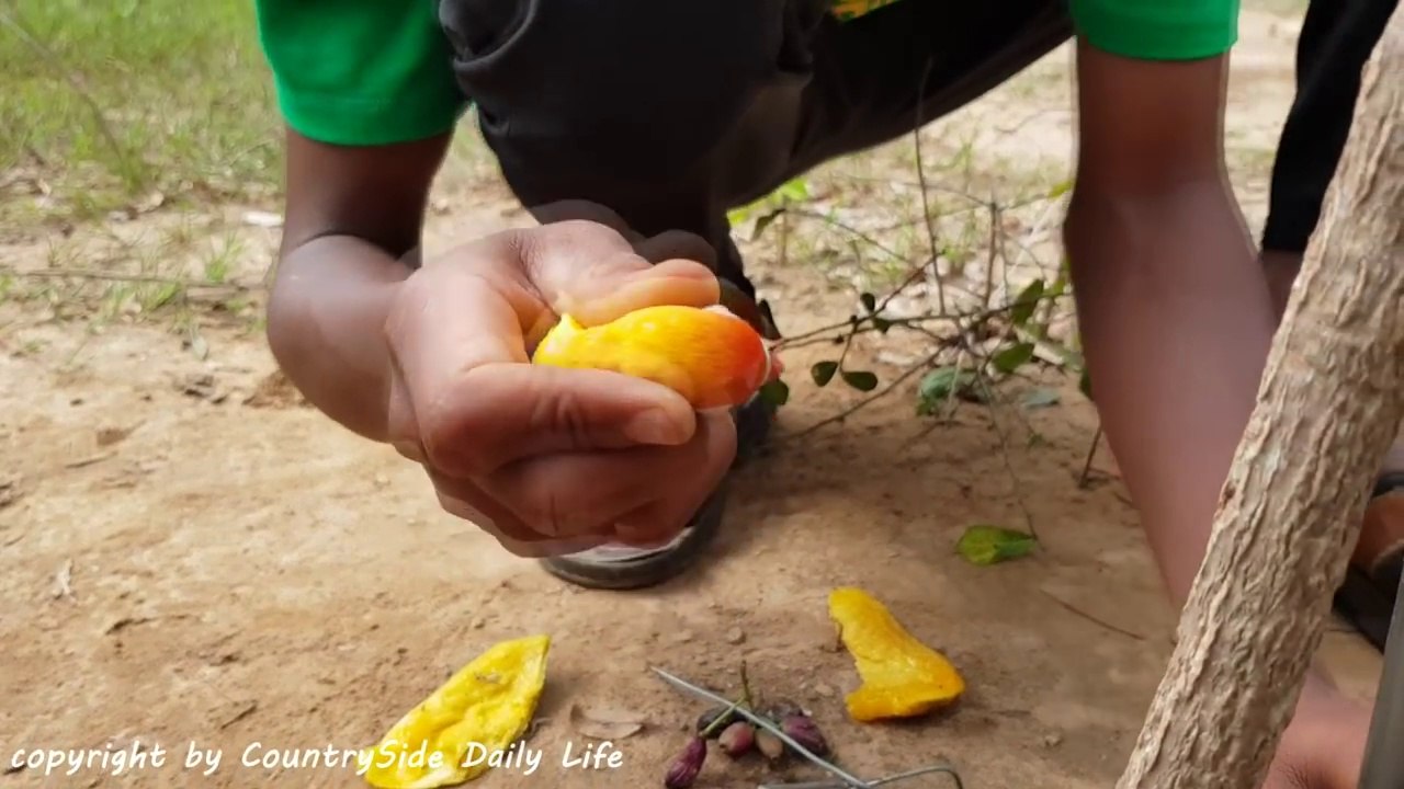 Best DIY Bird Trap Using Microphone - How To Use Microphone to Trap Bird