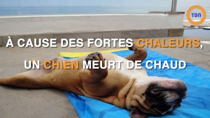 Voici pourquoi il ne faut pas sortir son chien pendant les fortes chaleurs
