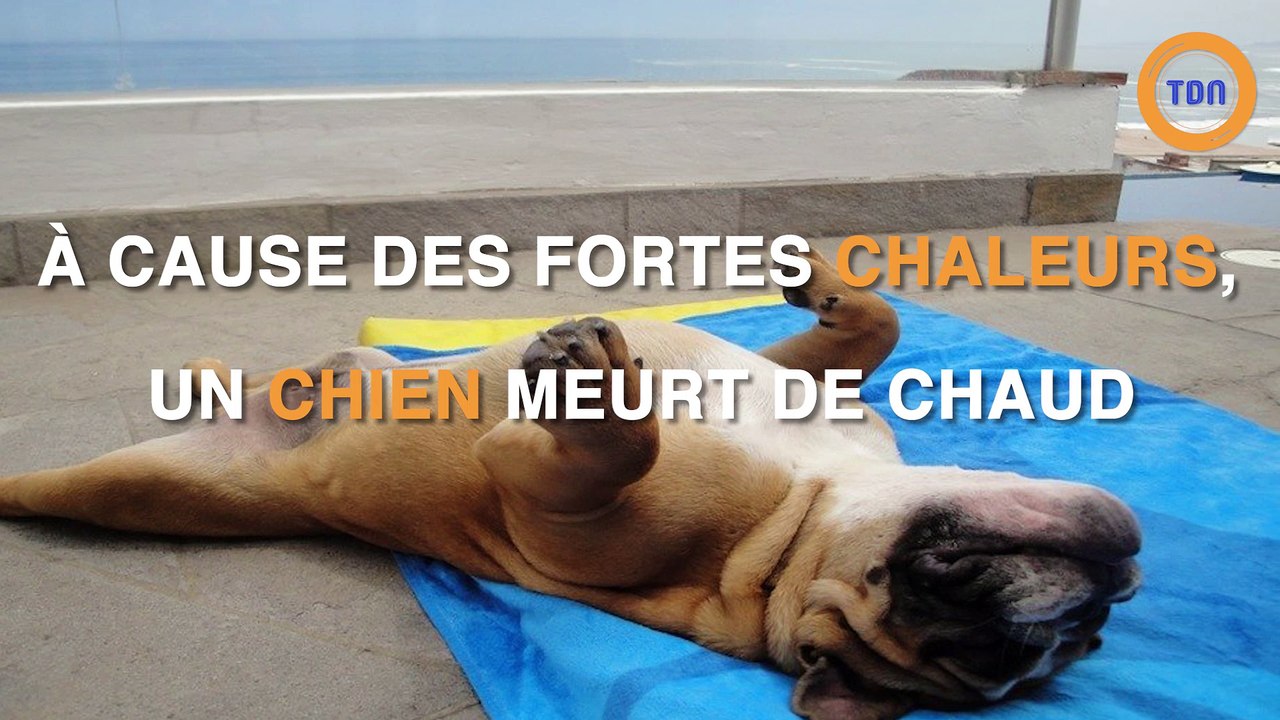 Voici pourquoi il ne faut pas sortir son chien pendant les fortes chaleurs