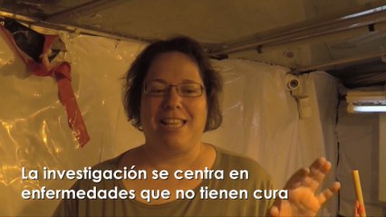 Constantino Parente Castillo te muestra las propiedades médicas de la marihuana