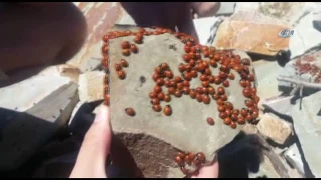 Kahramanmaraş'ta Uğur Böcekleri Şenliği