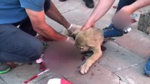 Yaralı Köpeğin Yardımına Başkan Toksoy ve Hayvan Severler Yetişti