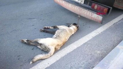 Mersin Köpeği Kamyonla Sürüklediği İddia Edilen Şoför Kasadan Atlamış Hd