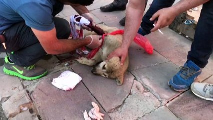 Yaralı köpeğin yardımına Başkan Toksoy ve hayvan severler yetişti