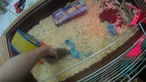 Playing With Pet African pygmy hedgehog video