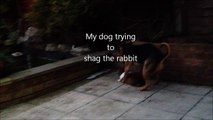 FUNNY - My dog trying to shag the rabbit - pets in action on iPhone