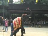 THAILANDE ELEPHANT SPORTIF