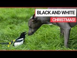 A Magpie is Already in the Festive Spirit - and has Learned to SQUAWK 'Merry Christmas'! | SWNS TV