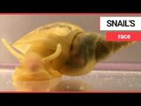 Snails 'become risk-takers when hungry' | SWNS TV