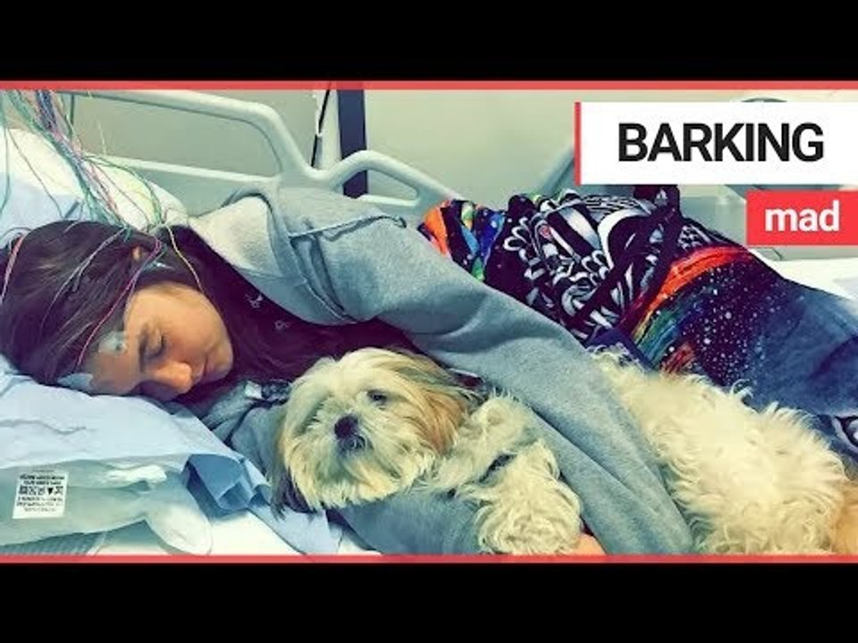 Assistance dog branded health hazard by arena staff | SWNS TV