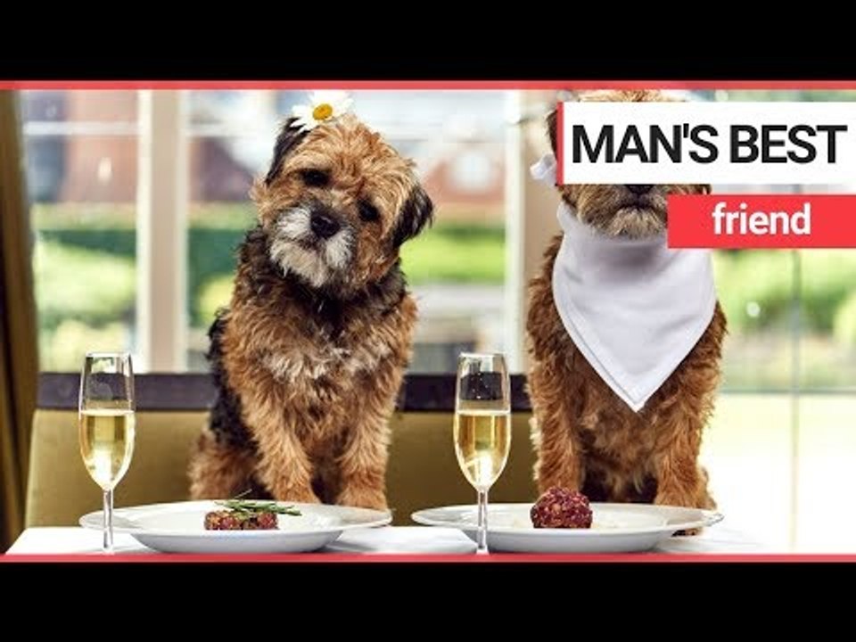 Brits would choose the company of their pets over their friends | SWNS TV