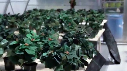 Poinsettias For Christmas - Lifetime Trailer