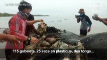 Six kilos de plastique dans l'estomac d'un cachalot