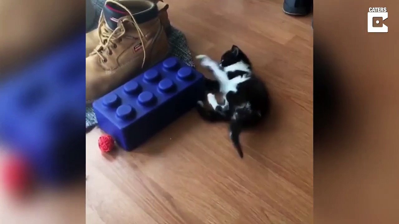 Malade, ce bébé chat se débrouille pour marcher comme il peut sur ses pattes !