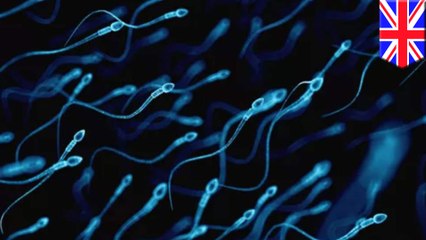 Rising temperatures may impact male fertility
