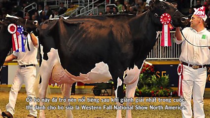 Đâu mới là vật nuôi có giá cao nhất thế giới