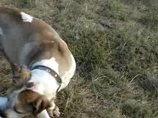 bouboule a la spa de l eure a adopter