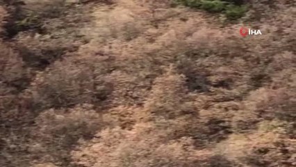 Çorum Yabancı Avcıların Gözdesi Haline Geldi