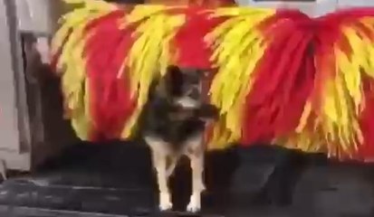 Bu köpek öyle bir yıkanıyor ki