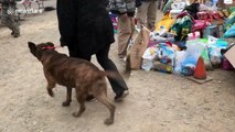 Displaced pets reunited with owners after devastating Camp Fire