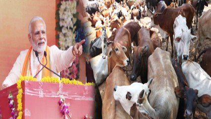 MP Election 2018: PM Modi लेकर आए एक बार फिर चुनावी गाय, Congress पर बोला हमला | वनइंडिया हिन्दी