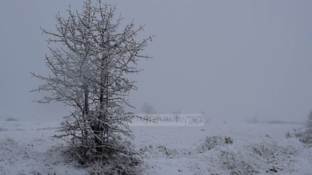 Dardha “fundoset” nën dëborë - Top Channel Albania - News - Lajme