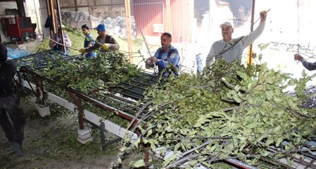 Ormandan Topladıkları Defne Yapraklarını Yurt Dışına İhraç Ediyorlar
