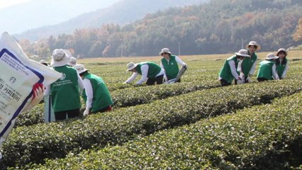 [기업] 스타벅스, 커피 찌꺼기 5천톤 퇴비로 재활용 / YTN