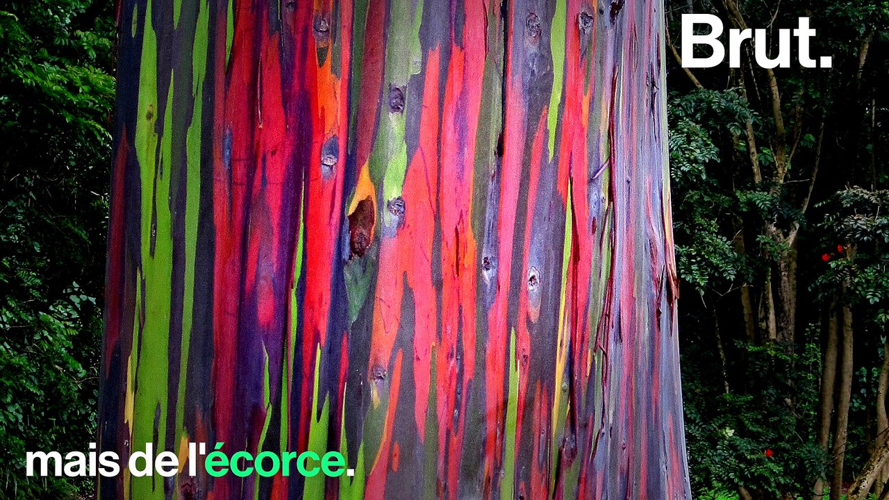 L'eucalyptus arc-en-ciel : l'arbre le plus colo...