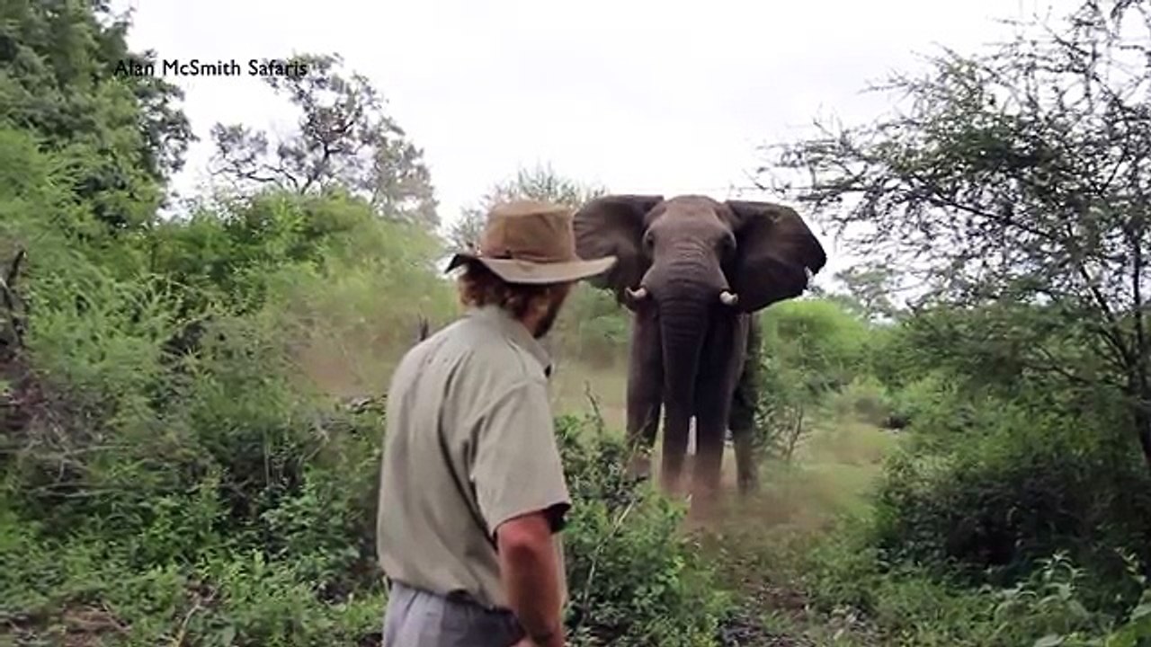 Homme vs Charge d'un éléphant