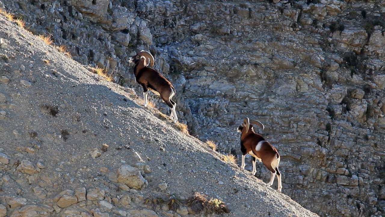 Deux mouflons...