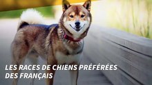 Les races de chiens prຟéພ des Fran๺