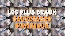 Mini compilation   Les plus beaux sauvetages d'animaux