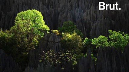 Le massif calcaire de Tsingy de Bemaraha cache une faune très rare