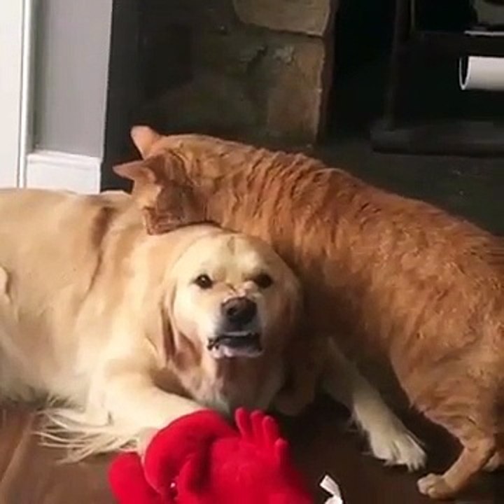 Un chien montre les dents quand un chat lui lèche les poils
