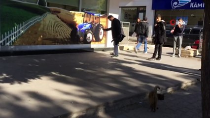 Kırşehir'de kedinin fare ile oyunu kamerada