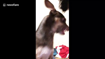 Boy calms angry dog by giving her a kiss on the nose