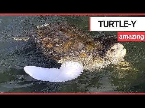 Amazing moment an amputee sea turtle swam for the first time | SWNS TV
