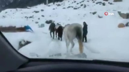 Yaylada Terk Edilen 2 At Donmak Üzereyken Kurtarıldı