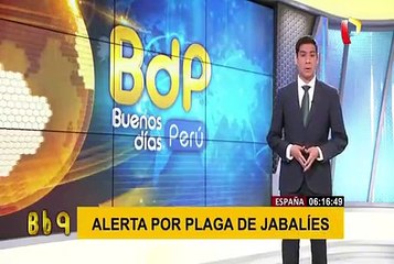 España: 40 mil jabalíes son declarados “plaga” en Madrid