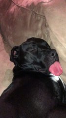 Adorable Puppy's Tired Tongue