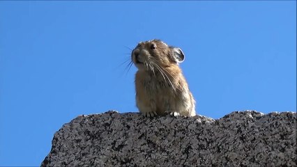 Freddie Mercury s'est réincarné en pika et chante sur un rocher !