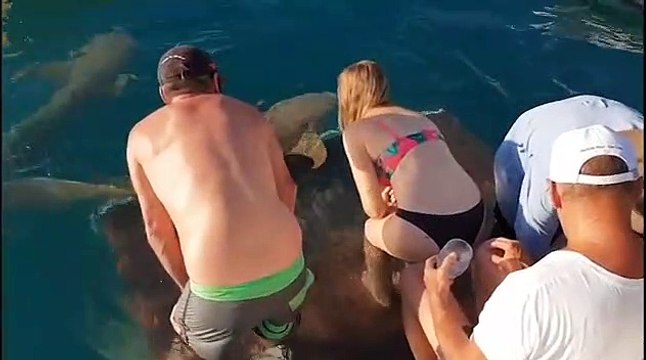 Cette femme essaye de nourrir un requin par la main et le regrette immédiatement!
