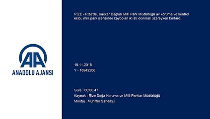 Donmak üzere olan iki at kurtarıldı - RİZE